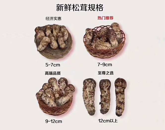 野生松茸（汤臣一品赠品） - 贵州汤臣酒业有限责任公司 -  